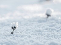 スマホを落とした。誰とも連絡がつかないまま、吹雪のなかで