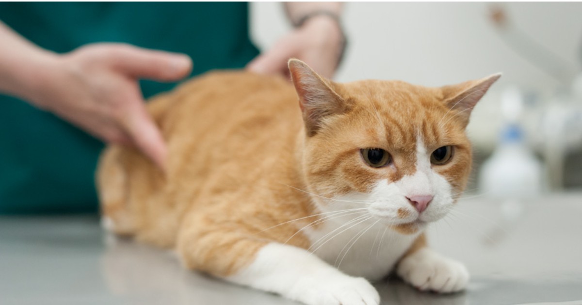 すっかり家猫らしくなった元野良猫「はち」 実はストレスに弱いと知っ