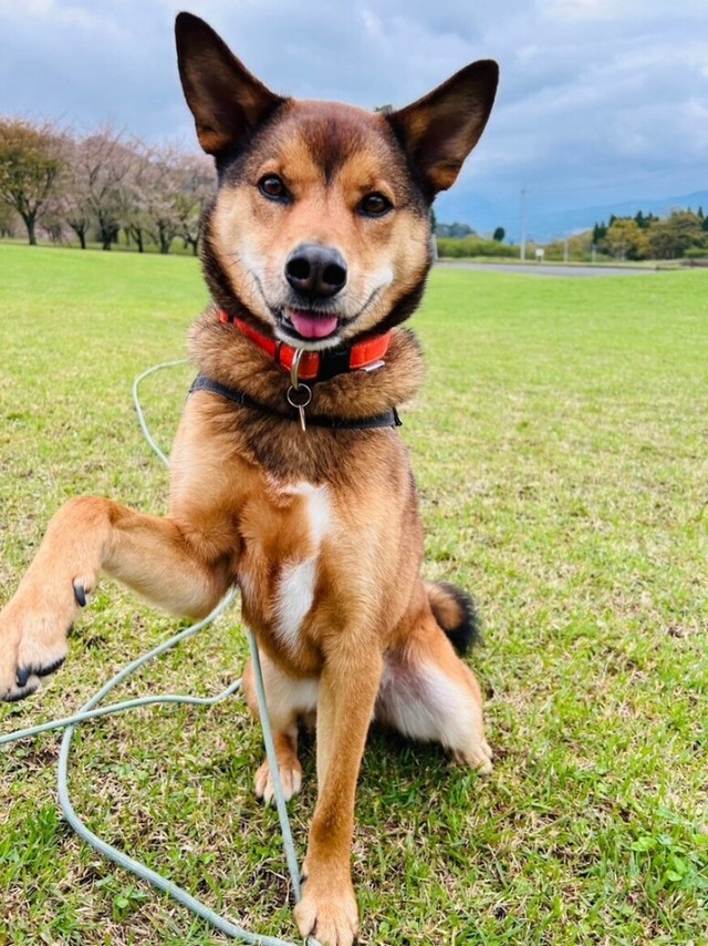 前片足をぴょこんと挙げる小次郎くん（画像提供：みかみと小次郎【公式】さん）