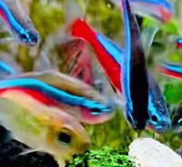 魚たちが一斉に集まった先には…※画像をトリミングしています／toyさん（@_______toy______）提供