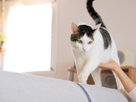 愛猫が突然死　台湾から来た学生、３匹の子猫を引き取る