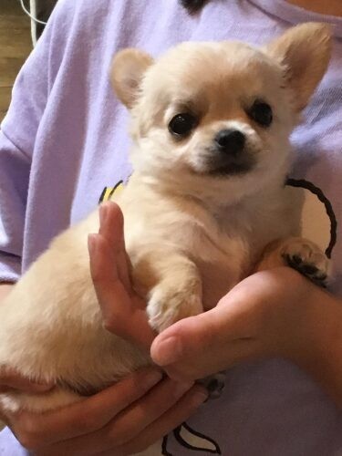 家にきたころの「チョコ丸」