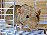 やんちゃなラットの男の子、モンテくん（画像提供：村上ラットさん）