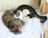 大好きなえっちゃんにぴったりとくっ付いてくつろぐくうちゃん（画像提供：Yさん）