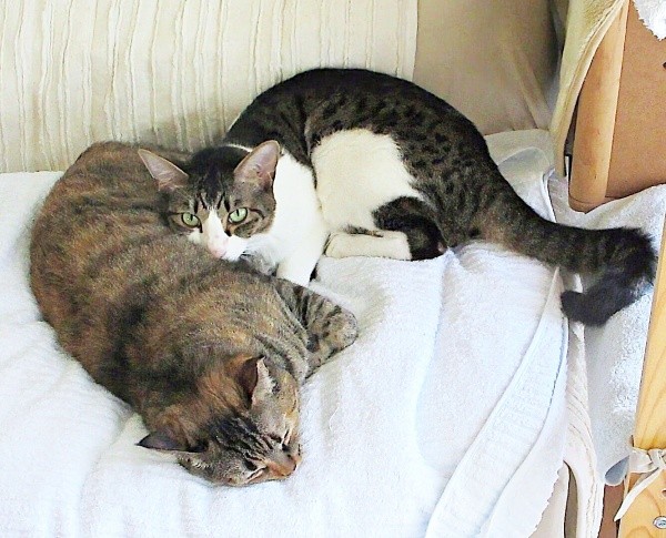 大好きなえっちゃんにぴったりとくっ付いてくつろぐくうちゃん（画像提供：Yさん）