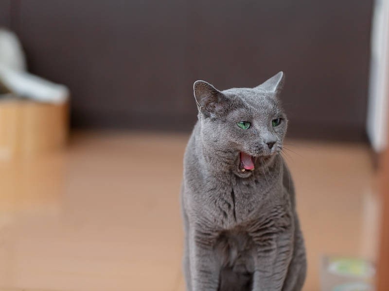 あくびの連鎖、ロシアンブルーの「ぽんた」