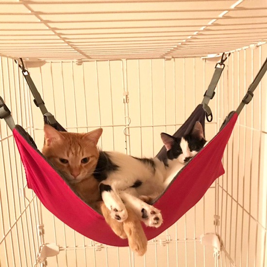 ハンモックでゆらゆら（まりさん提供）