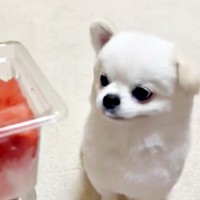 スイカを見た途端、口が泡でいっぱいになったましゅくん（画像提供：アザラシいぬさん）