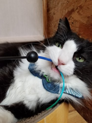 「おもちゃをくわえる俺」