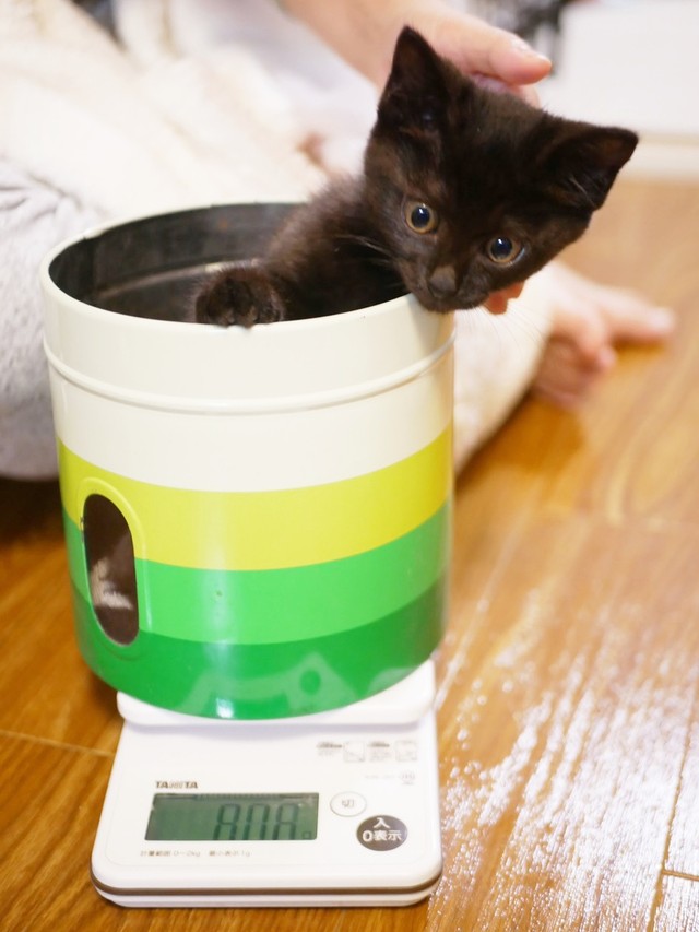子猫時代、体重測定をするすーちゃん（画像提供：すーちゃんさん）