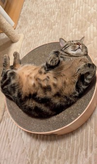 お腹を見せて爆睡する、元野良猫のぞみくん