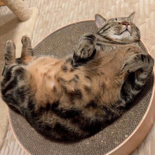 お腹を見せて爆睡する、元野良猫のぞみくん