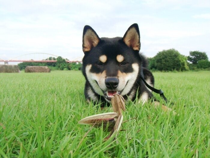 家にきたころの「蓮」