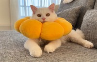 寝起きのマオちゃんは、いつもの可愛い顔に戻っていた＝めるちょとまおまおさん（@meltube_cat）提供