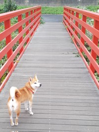 こちらをふり返る、きいちゃん。「見返り美犬」さんです（画像提供：inosemarineさん）