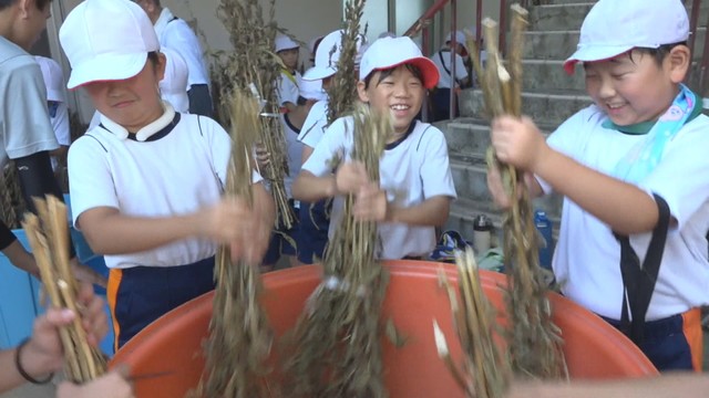 ゴマの体験学習　香川・土庄町