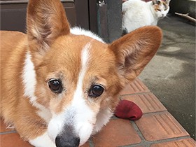 お散歩前のコーギー「ナタネ」、外猫「 ユッキ」はゴハン待ち