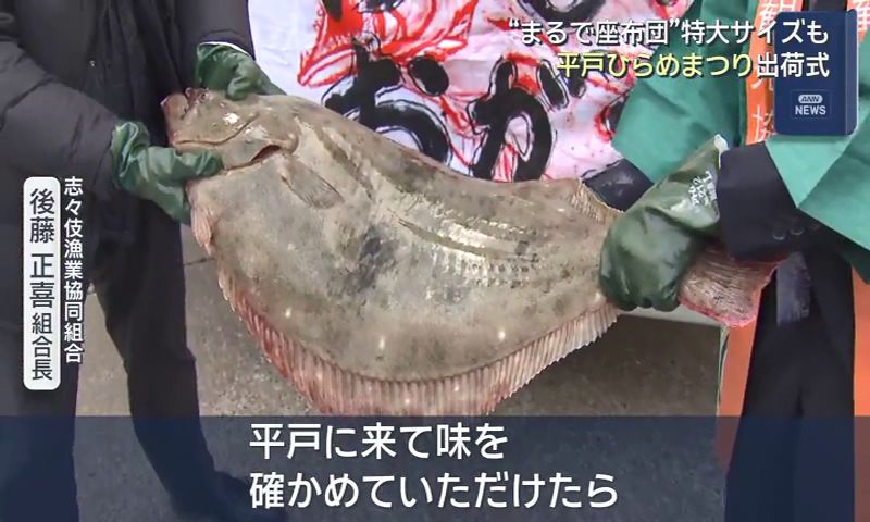 大人二人がかりでも大変そう」 重さ10キロ超え 平戸の座布団ひらめ