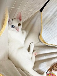 子猫時代、ハンモックにのってくつろぐてまりくん（画像提供：てまり らふ ビスコさん）