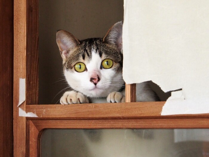 「あれ、知らない人だ」

