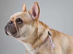 フレンチブルドッグの病気の考え方　８つの身体のつながり