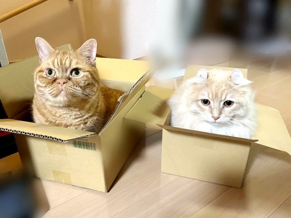 箱にすっぽり入った（左から）ちょこくん、チロルくん 