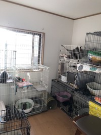 保育園存続のため病気の保護猫たちへ医療費の協力を求めてクラウドファンティングにチャレンジ中という（提供写真）