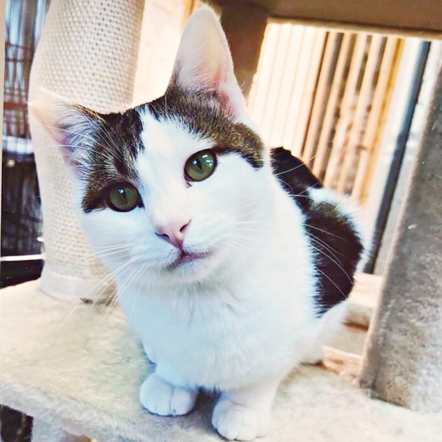 小首をかしげる陸さん。ピンクのお鼻がキュートです（画像提供：MomoKotaさん）