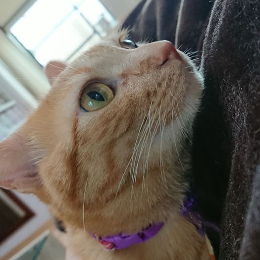 抱っこされて嬉しい小判