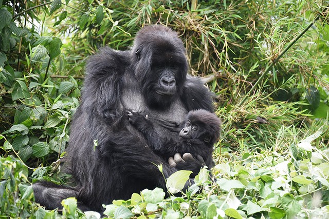 ゴブリン】クロ・ド・ラルロ 2012 ＆ ボンヌマール 2010 Y様