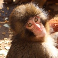 ぬいぐるみと一緒に育ったパンチくん。現在は群れの中で元気に過ごしている／市川市動植物園（@ichikawa_zoo）提供＝画像をトリミングしています