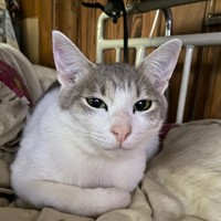 香箱座り、前脚が可愛い