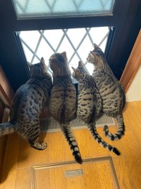 はるとさんちの「キジトラ」たち。今日も自宅警備をがんばってます（提供：はると さん）