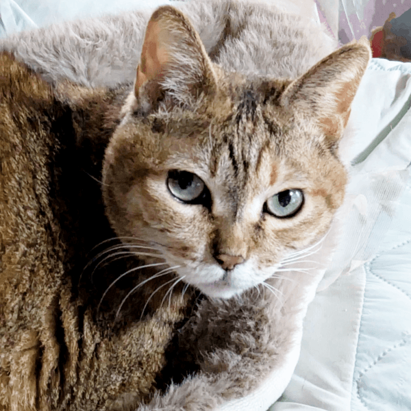 9歳を迎えた彩月ちゃん（画像提供：彩月＆萌花にゃんさん）