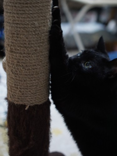 「爪研ぎをもう少ししようかな」