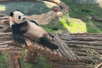 中東初。カタールのパンダ