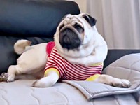 「島忠行く？」と声をかけられて、むくっと起き上がるむさしくん（画像提供：パグのむさしさん）