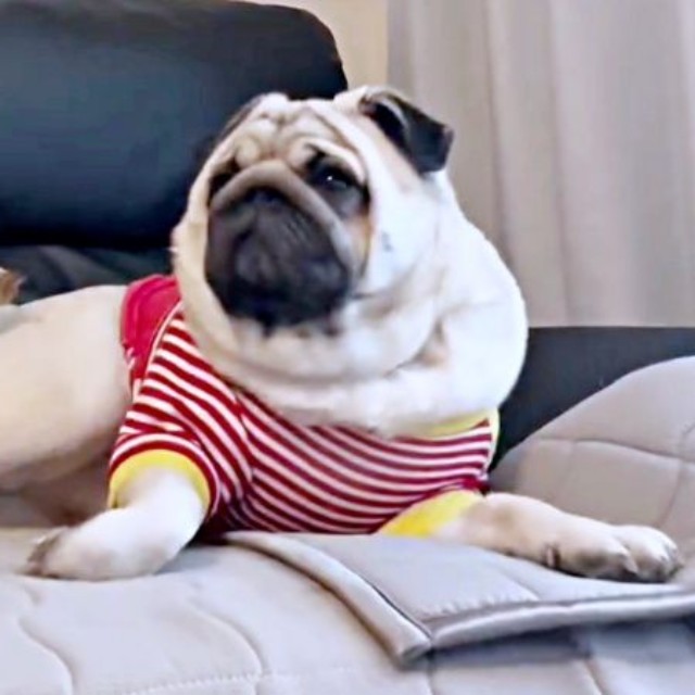 「島忠行く？」と声をかけられて、むくっと起き上がるむさしくん（画像提供：パグのむさしさん）