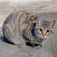 少しずつ距離が縮まり、逃げなくなったキィちゃん（画像提供：アヴェマナヴさん）