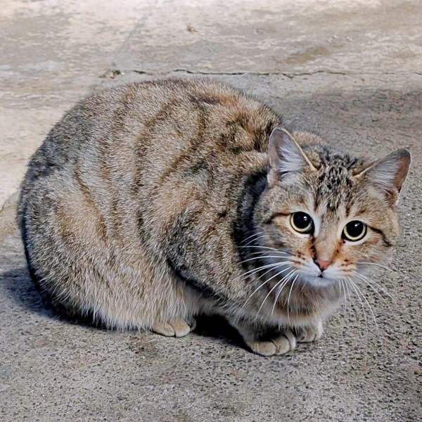 少しずつ距離が縮まり、逃げなくなったキィちゃん（画像提供：アヴェマナヴさん）