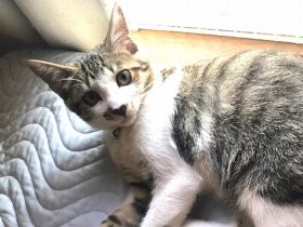 会長の高級車に籠城したヤンチャ子猫　新しい家でもやりたい放題