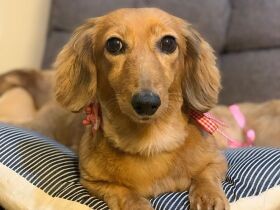 トリミングしてきれいになったでしょ？　ミニチュアダックス「チェリー」