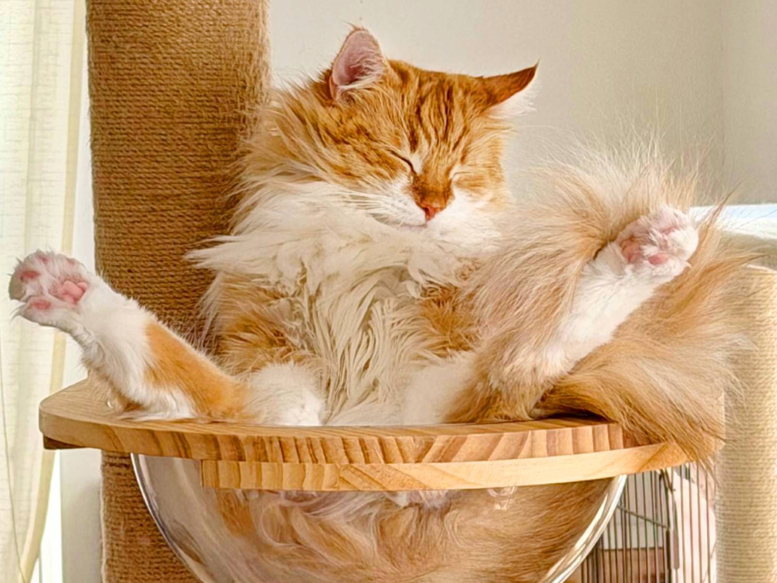 中に人が入ってる？」キャットタワーの宇宙船に“ツルン”と座り込む猫