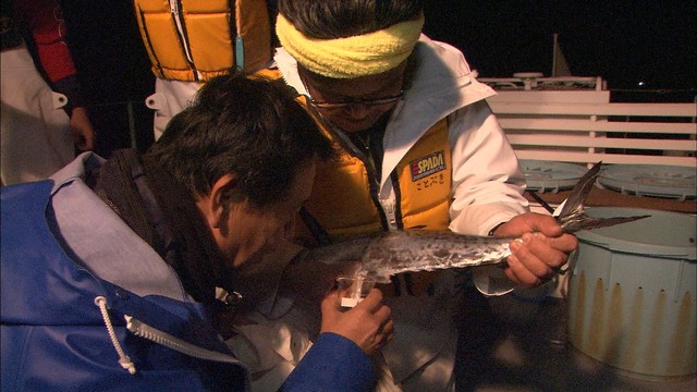 瀬戸内海のサワラ復活へ　香川県で20年以上続く採卵作業