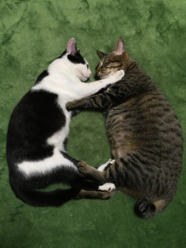 だから大きくなっても牛太郎（左）は十兵衛が「好きやねん」（夏子さん提供）