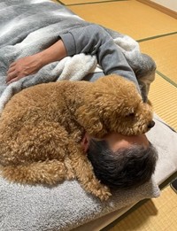 こんな感じでのっかってます…お父さんが大好き！（飼い主さん提供、Instagramよりキャプチャ撮影）