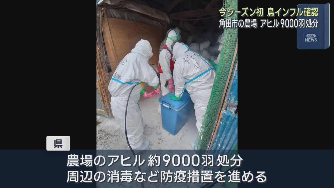 宮城・角田市の農場で鳥インフルエンザ確認　アヒル９０００羽の処分が始まる