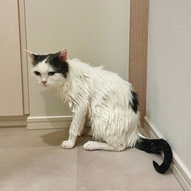 絶対に許さないにゃ＝立ち耳スコのフクさん（@fukuneko_47）提供
