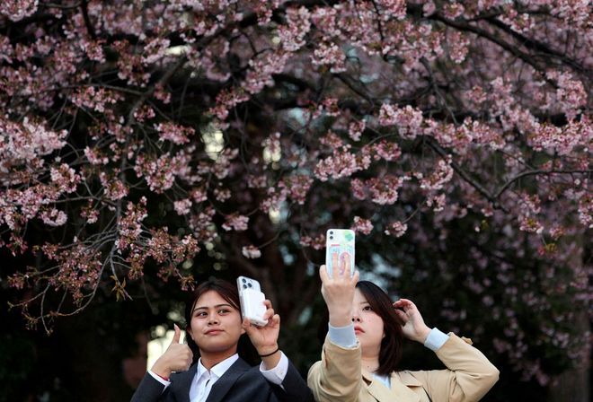 The Hidden Cost of Spring: How Inflation is Changing Japan's Beloved Cherry Blossom Season