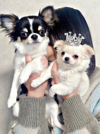 お兄ちゃんと一緒にパシャリ！ 王冠をかぶった弟くん（画像提供：チワワのお姉ちゃんとお兄ちゃんと弟くん）